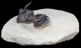 Metacanthina (Asteropyge) Trilobite - Lghaft, Morocco #40584-5